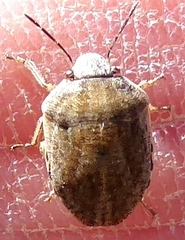 Pachycorinae