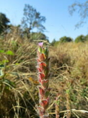 Epilobium densiflorum