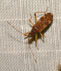 Ozophora picturata
