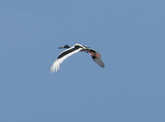 Ephippiorhynchus asiaticus