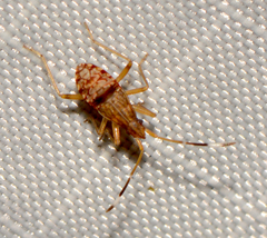 Ozophora picturata