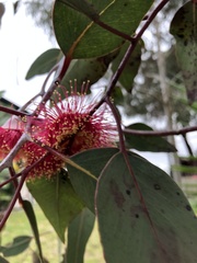 Eucalyptus caesia