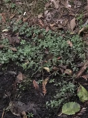 Galium triflorum
