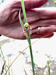 Calochilus campestris