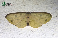 Omiza miliaria