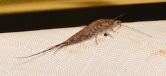 Pedetontus saltator