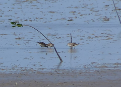 Calidris acuminata