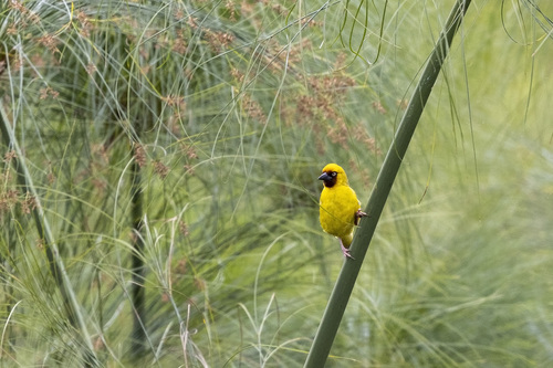 Northern Brown-throated Weaver