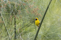 Ploceus castanops