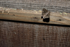 Melipotis acontioides