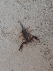 Euscorpius flavicaudis