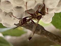 Polistes stigma