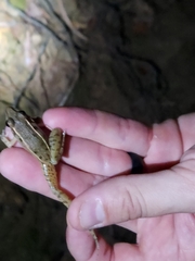 Lithobates sphenocephalus