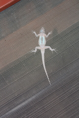 Sceloporus grammicus