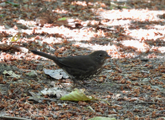 Passerella iliaca