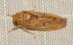 Ponana quadralaba