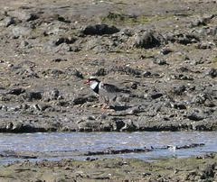 Elseyornis melanops