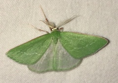 Synchlora faseolaria