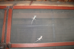 Sceloporus grammicus