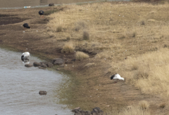 Oressochen melanopterus
