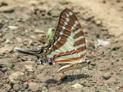 Graphium nomius