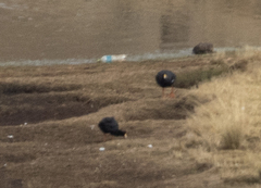 Fulica gigantea