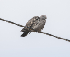 Patagioenas maculosa