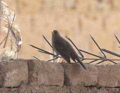 Turdus