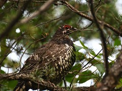 Canachites canadensis canace
