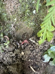 Anoectochilus formosanus