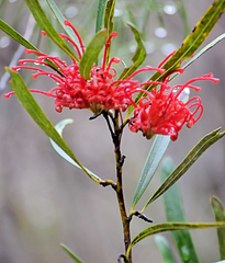 Grevillea oleoides