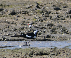 Elseyornis melanops