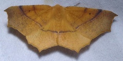 Tetracis australis