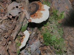 Heterobasidion annosum