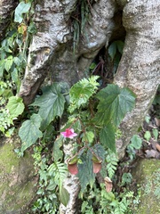 Begonia formosana