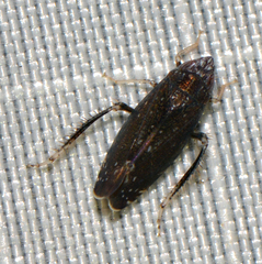 Scaphytopius frontalis