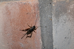 Eunemobius carolinus