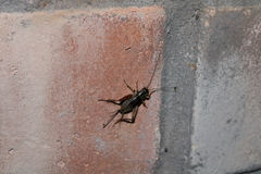 Eunemobius carolinus