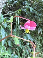 Begonia formosana