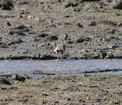 Elseyornis melanops