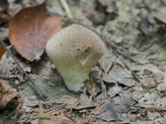 Lycoperdon echinatum