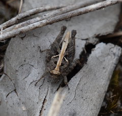 Paratettix argillaceus