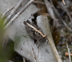 Paratettix argillaceus