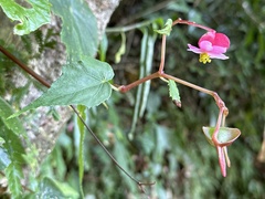 Begonia formosana