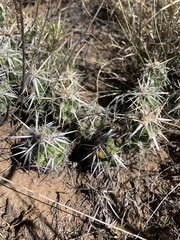 Grusonia clavata