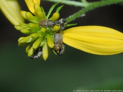 Odontocorynus umbellae
