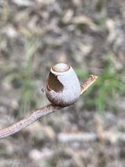 Doratifera vulnerans