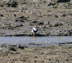 Elseyornis melanops