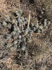 Grusonia clavata