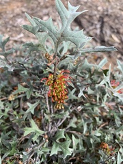 Grevillea dryophylla